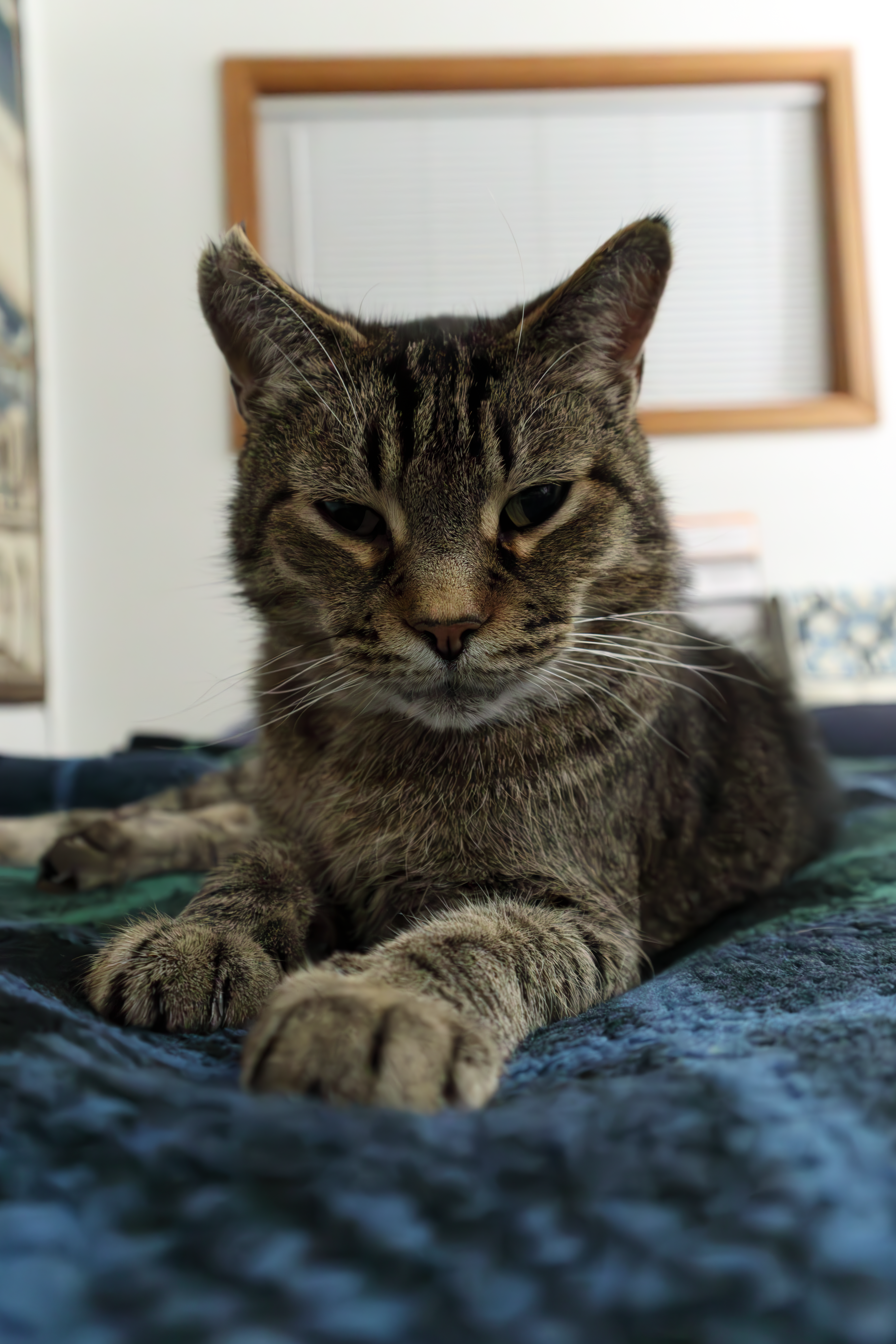 A cat sitting on a rug